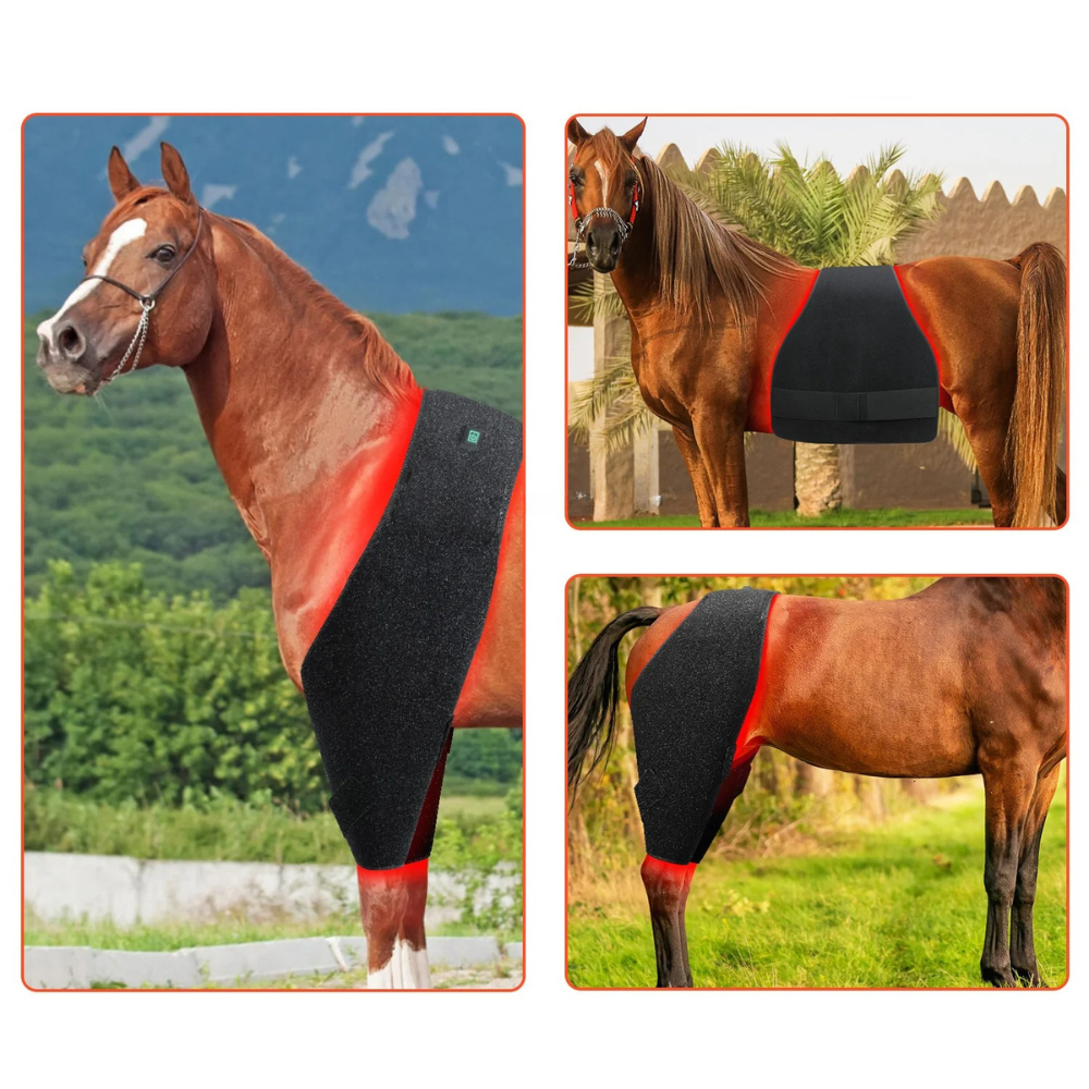 Infrarot-Decke Pferd – 660nm & 850nm – Kabellos, Puls Bauch/Rücken – Größe: 215cm x 119,5cm