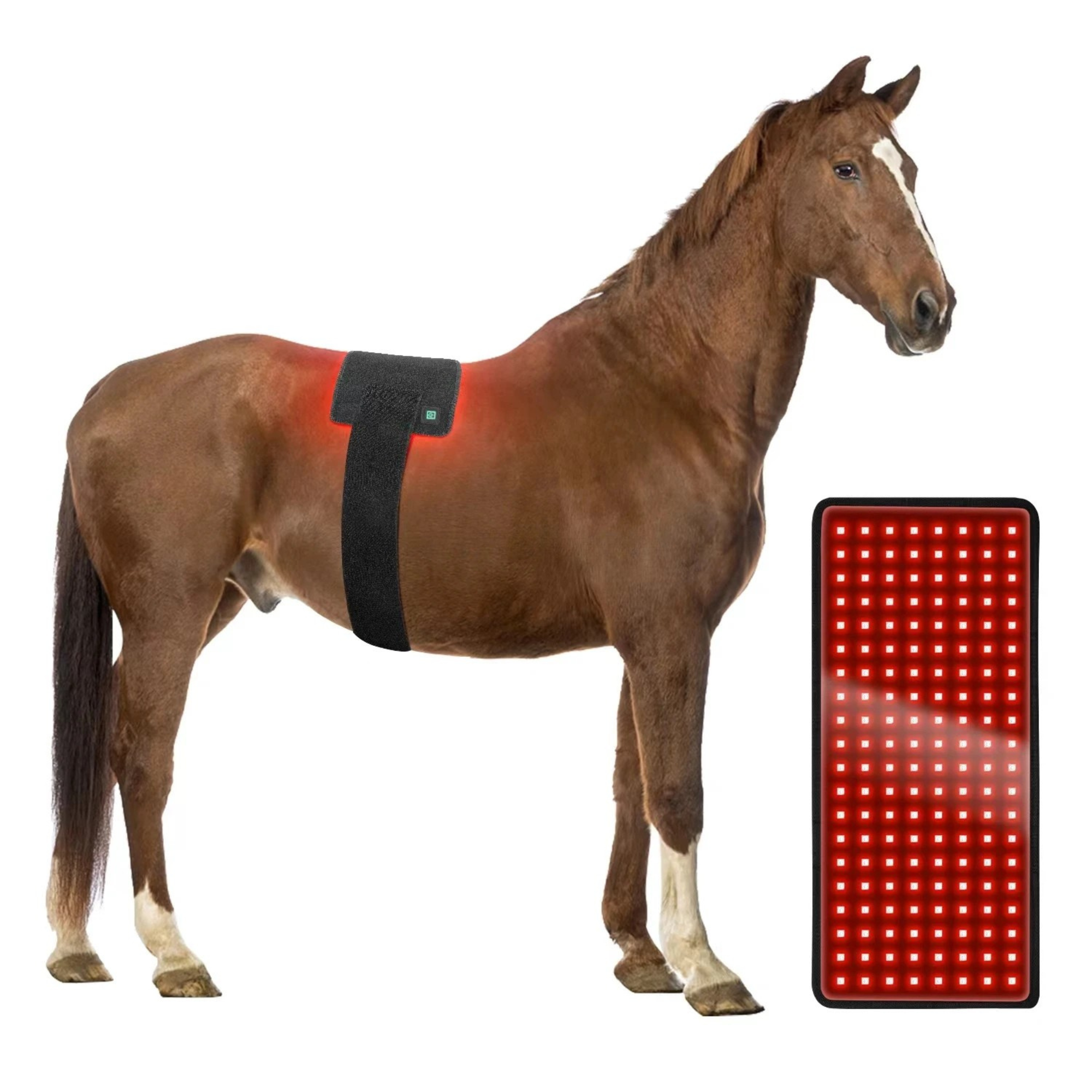 Infrarot Gürtel Pferd – 660nm & 850nm – Kabellos – Größe: 48,3cm x 21,5cm