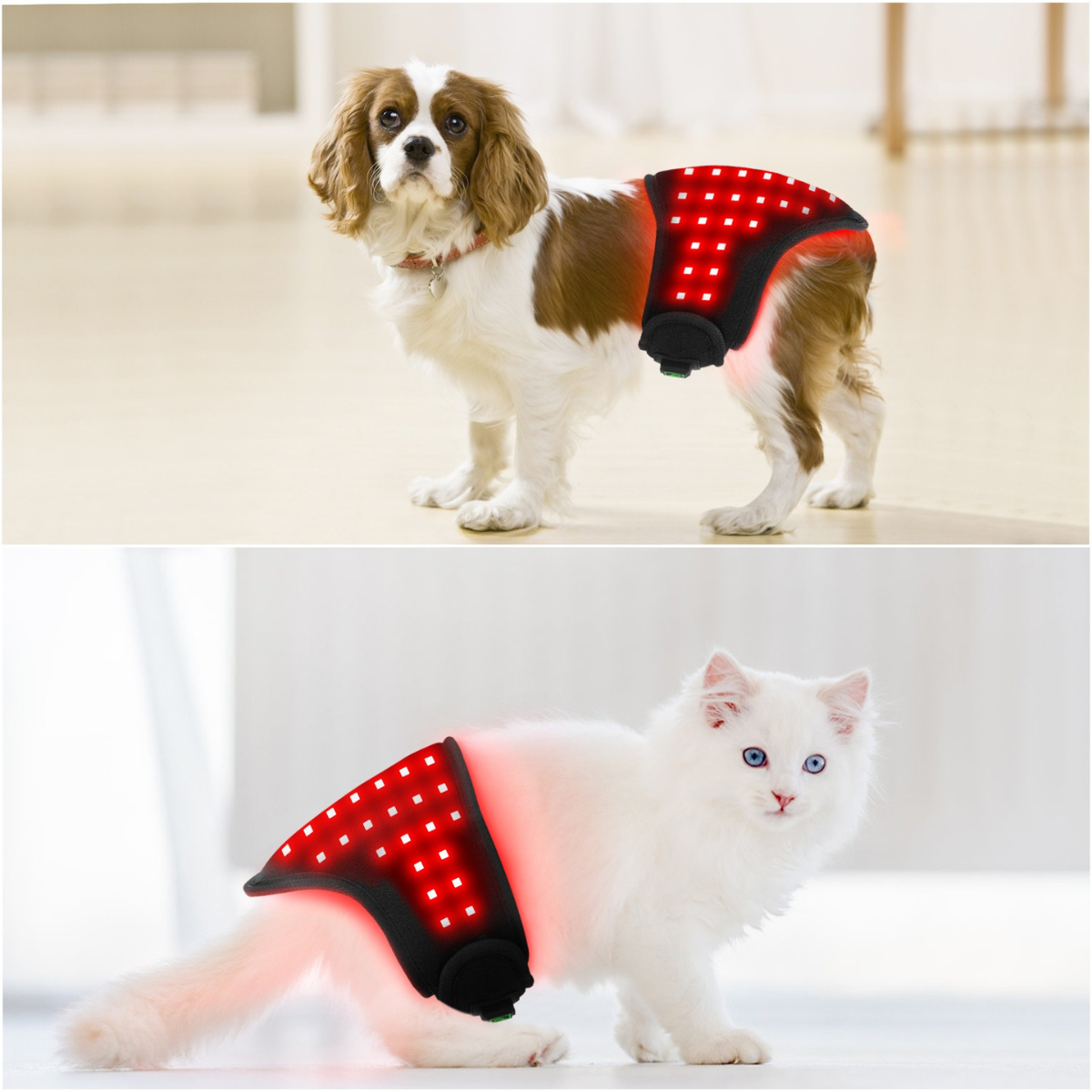Infrarot-Rotlichttherapie-Gürtel Hund & Katze 660 nm & 850 nm