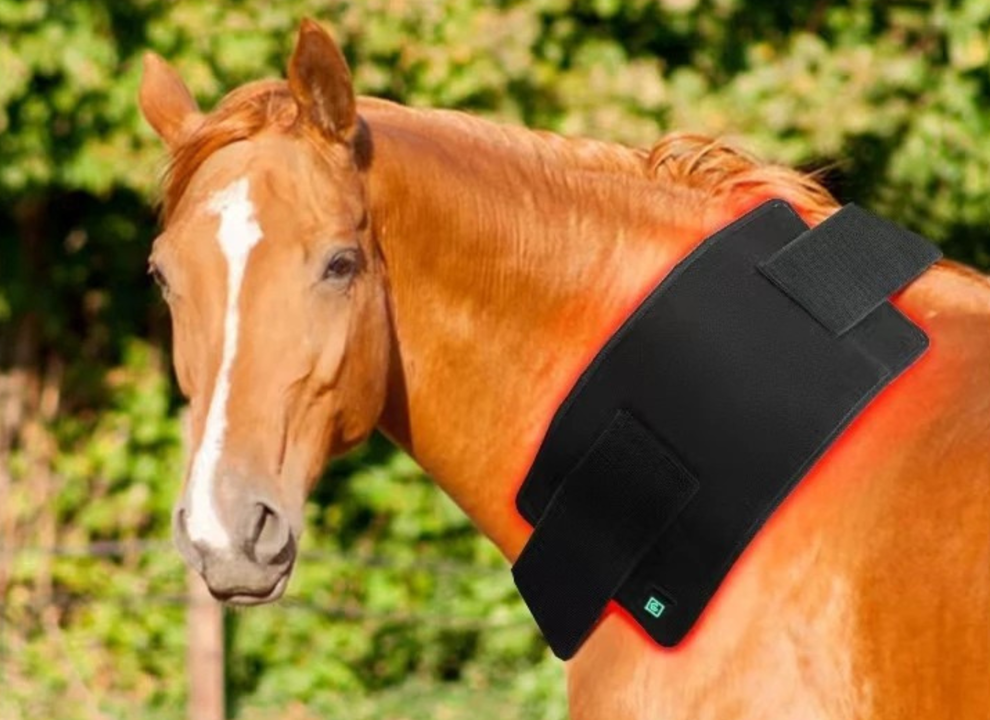 Infrarot Gürtel Pferd – 660nm & 850nm – Kabellos – Größe: 48,3cm x 21,5cm