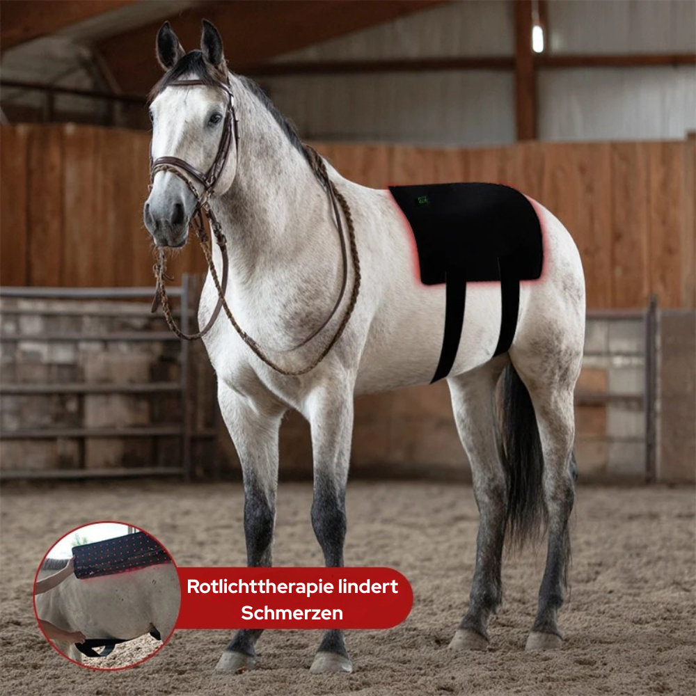 Infrarot-Gürtel Pferd – 660nm & 850nm – Kabellos, Rücken – Größe: 90cm x 70cm