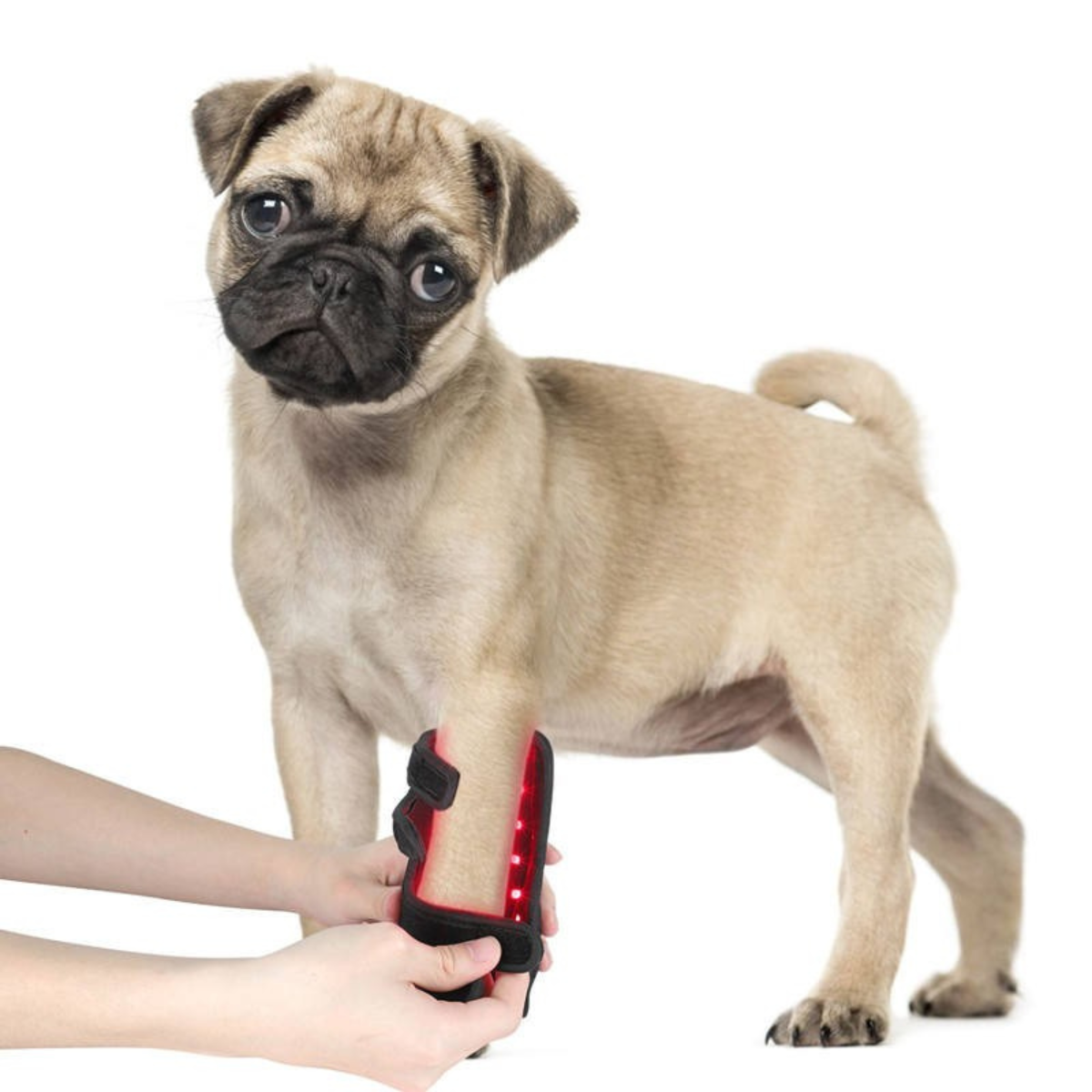 Hund trägt Infrarot-Rotlichttherapie-Gürtel zur Unterstützung von Regeneration und Durchblutung