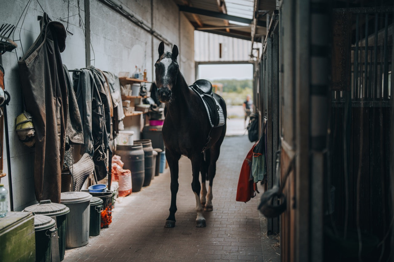 Pferd in der Stallgasse – Cavallo Vero, von Reitern für Reiter